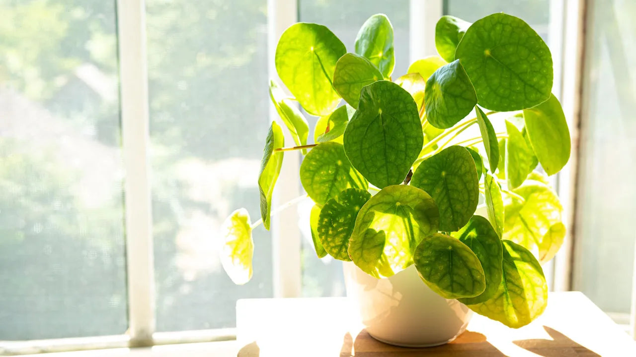 A Chinese Money Plant Can Bring You Wealth and Abundance, Says a Feng Shui Expert – Discover How to Harness This Lucky Houseplant - Homes & Gardens